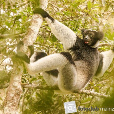 Indri - Madagaskar